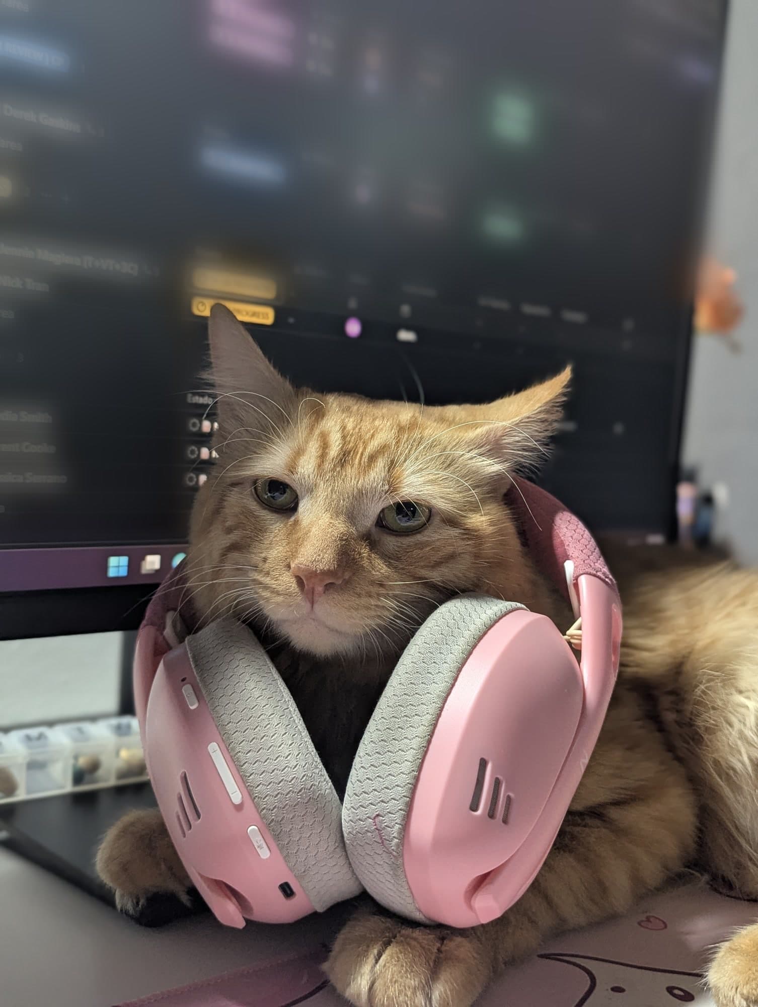 Gato naranja con unos audífonos rosados alrededor del cuello
