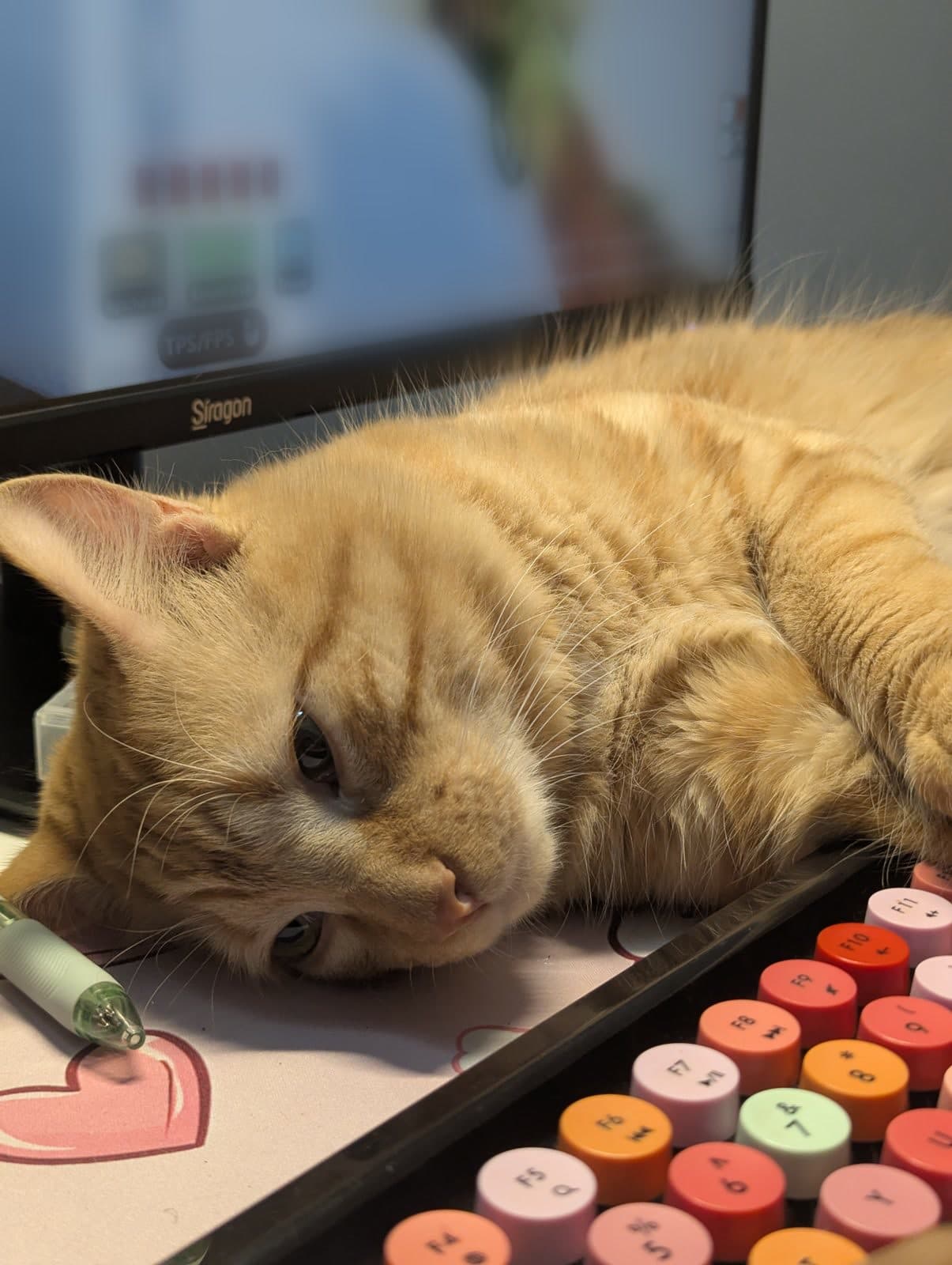 Gato naranja acostado sobre el escritorio, junto al teclado